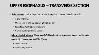 UPPER ESOPHAGUS – TRANSVERSE SECTION
• Submucosa: Wide layer of dense irregular connective tissue with:
• Adipose tissue
• Mucous acini of Esophageal glands proper
• Excretory ducts of mucous acini
• Numerous larger blood vessels
• Muscularis Externa: Two, well defined striated muscle layers with thin
layer of connective within them.
• Inner circular
• Outer longitudinal
 