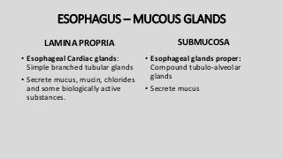 ESOPHAGUS – MUCOUS GLANDS
LAMINA PROPRIA
• Esophageal Cardiac glands:
Simple branched tubular glands
• Secrete mucus, mucin, chlorides
and some biologically active
substances.
SUBMUCOSA
• Esophageal glands proper:
Compound tubulo-alveolar
glands
• Secrete mucus
 