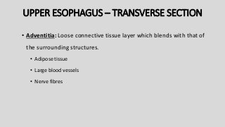 UPPER ESOPHAGUS – TRANSVERSE SECTION
• Adventitia: Loose connective tissue layer which blends with that of
the surrounding structures.
• Adipose tissue
• Large blood vessels
• Nerve fibres
 