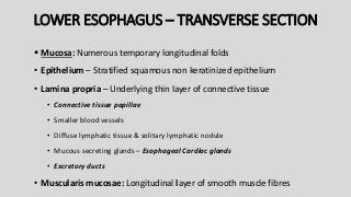 LOWER ESOPHAGUS – TRANSVERSE SECTION
 Mucosa: Numerous temporary longitudinal folds
• Epithelium – Stratified squamous non keratinized epithelium
• Lamina propria – Underlying thin layer of connective tissue
• Connective tissue papillae
• Smaller blood vessels
• Diffuse lymphatic tissue & solitary lymphatic nodule
• Mucous secreting glands – Esophageal Cardiac glands
• Excretory ducts
• Muscularis mucosae: Longitudinal layer of smooth muscle fibres
 