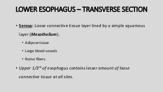 LOWER ESOPHAGUS – TRANSVERSE SECTION
• Serosa: Loose connective tissue layer lined by a simple squamous
layer (Mesothelium).
• Adipose tissue
• Large blood vessels
• Nerve fibers
• Upper 1/3rd of esophagus contains lesser amount of loose
connective tissue at all sites.
 