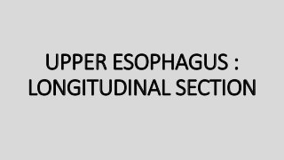 UPPER ESOPHAGUS :
LONGITUDINAL SECTION
 