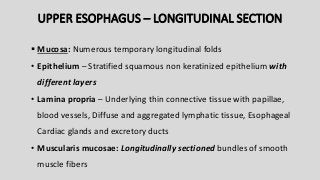 UPPER ESOPHAGUS – LONGITUDINAL SECTION
 Mucosa: Numerous temporary longitudinal folds
• Epithelium – Stratified squamous non keratinized epithelium with
different layers
• Lamina propria – Underlying thin connective tissue with papillae,
blood vessels, Diffuse and aggregated lymphatic tissue, Esophageal
Cardiac glands and excretory ducts
• Muscularis mucosae: Longitudinally sectioned bundles of smooth
muscle fibers
 