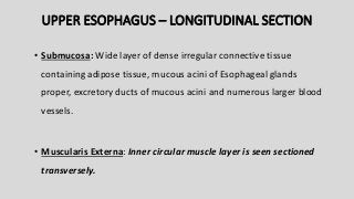 UPPER ESOPHAGUS – LONGITUDINAL SECTION
• Submucosa: Wide layer of dense irregular connective tissue
containing adipose tissue, mucous acini of Esophageal glands
proper, excretory ducts of mucous acini and numerous larger blood
vessels.
• Muscularis Externa: Inner circular muscle layer is seen sectioned
transversely.
 