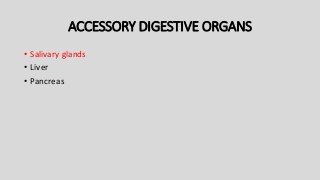ACCESSORY DIGESTIVE ORGANS
• Salivary glands
• Liver
• Pancreas
 