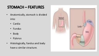 STOMACH – FEATURES
• Anatomically, stomach is divided
into:
• Cardia
• Fundus
• Body
• Pylorus
• Histologically, fundus and body
have a similar structure.
 