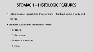 STOMACH – HISTOLOGIC FEATURES
• Histologically, stomach has three regions – Cardia, Fundus / Body and
Pylorus.
• Stomach wall exhibits four basic layers:
• Mucosa
• Submucosa
• Muscularis externa
• Serosa
 