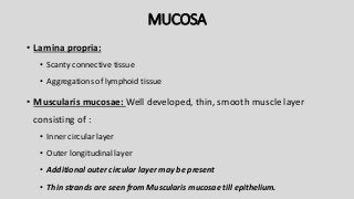 MUCOSA
• Lamina propria:
• Scanty connective tissue
• Aggregations of lymphoid tissue
• Muscularis mucosae: Well developed, thin, smooth muscle layer
consisting of :
• Inner circular layer
• Outer longitudinal layer
• Additional outer circular layer may be present
• Thin strands are seen from Muscularis mucosae till epithelium.
 