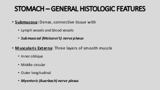 STOMACH – GENERAL HISTOLOGIC FEATURES
• Submucosa: Dense, connective tissue with
• Lymph vessels and blood vessels
• Submucosal (Meissner’s) nerve plexus
• Muscularis Externa: Three layers of smooth muscle
• Inner oblique
• Middle circular
• Outer longitudinal
• Myenteric (Auerbach) nerve plexus
 
