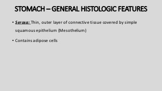 STOMACH – GENERAL HISTOLOGIC FEATURES
• Serosa: Thin, outer layer of connective tissue covered by simple
squamous epithelium (Mesothelium)
• Contains adipose cells
 