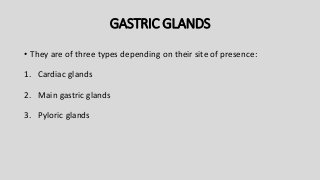 GASTRIC GLANDS
• They are of three types depending on their site of presence:
1. Cardiac glands
2. Main gastric glands
3. Pyloric glands
 