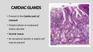 CARDIAC GLANDS
• Present in the Cardiac part of
stomach
• Simple tubular or compound
tubulo-alveolar
• Secrete mucus
• An occasional oxyntic or peptic cell
may be present
 