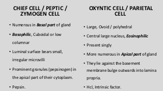 CHIEF CELL / PEPTIC /
ZYMOGEN CELL
• Numerous in Basal part of gland
• Basophilic, Cuboidal or low
columnar
• Luminal surface bears small,
irregular microvilli
• Prominent granules (pepsinogen) in
the apical part of their cytoplasm.
• Pepsin.
OXYNTIC CELL / PARIETAL
CELL
• Large, Ovoid / polyhedral
• Central large nucleus, Eosinophilic
• Present singly
• More numerous in Apical part of gland
• They lie against the basement
membrane bulge outwards into lamina
propria.
• Hcl, Intrinsic factor.
 