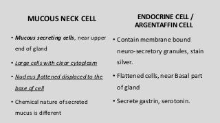 MUCOUS NECK CELL
• Mucous secreting cells, near upper
end of gland
• Large cells with clear cytoplasm
• Nucleus flattened displaced to the
base of cell
• Chemical nature of secreted
mucus is different
ENDOCRINE CELL /
ARGENTAFFIN CELL
• Contain membrane bound
neuro-secretory granules, stain
silver.
• Flattened cells, near Basal part
of gland
• Secrete gastrin, serotonin.
 