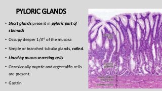 PYLORIC GLANDS
• Short glands present in pyloric part of
stomach
• Occupy deeper 1/3rd of the mucosa
• Simple or branched tubular glands, coiled.
• Lined by mucus secreting cells
• Occasionally oxyntic and argentaffin cells
are present.
• Gastrin
 