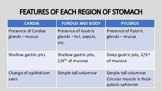FEATURES OF EACH REGION OF STOMACH
CARDIA FUNDUS AND BODY PYLORUS
Presence of Cardiac
glands – mucus
Presence of Gastric
glands – hcl, pepsin,
etc.
Presence of Pyloric
glands – mucus
Shallow gastric pits Shallow gastric pits,
1/4th of mucosa
Deep gastric pits, 2/3rd
of mucosa
Change of epithelium
seen
Simple tall columnar Simple tall columnar
Circular muscle is thick-
pyloric sphincter
 
