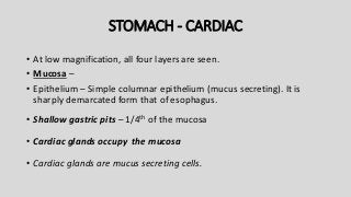 STOMACH - CARDIAC
• At low magnification, all four layers are seen.
• Mucosa –
• Epithelium – Simple columnar epithelium (mucus secreting). It is
sharply demarcated form that of esophagus.
• Shallow gastric pits – 1/4th of the mucosa
• Cardiac glands occupy the mucosa
• Cardiac glands are mucus secreting cells.
 