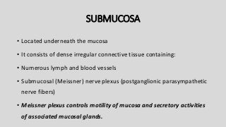 SUBMUCOSA
• Located underneath the mucosa
• It consists of dense irregular connective tissue containing:
• Numerous lymph and blood vessels
• Submucosal (Meissner) nerve plexus (postganglionic parasympathetic
nerve fibers)
• Meissner plexus controls motility of mucosa and secretory activities
of associated mucosal glands.
 