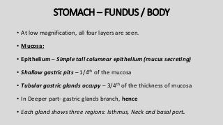 STOMACH – FUNDUS / BODY
• At low magnification, all four layers are seen.
• Mucosa:
• Epithelium – Simple tall columnar epithelium (mucus secreting)
• Shallow gastric pits – 1/4th of the mucosa
• Tubular gastric glands occupy – 3/4th of the thickness of mucosa
• In Deeper part- gastric glands branch, hence
• Each gland shows three regions: Isthmus, Neck and basal part.
 