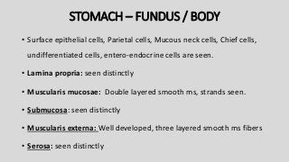 STOMACH – FUNDUS / BODY
• Surface epithelial cells, Parietal cells, Mucous neck cells, Chief cells,
undifferentiated cells, entero-endocrine cells are seen.
• Lamina propria: seen distinctly
• Muscularis mucosae: Double layered smooth ms, strands seen.
• Submucosa: seen distinctly
• Muscularis externa: Well developed, three layered smooth ms fibers
• Serosa: seen distinctly
 