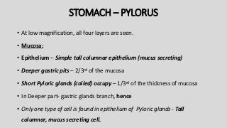 STOMACH – PYLORUS
• At low magnification, all four layers are seen.
• Mucosa:
• Epithelium – Simple tall columnar epithelium (mucus secreting)
• Deeper gastric pits – 2/3rd of the mucosa
• Short Pyloric glands (coiled) occupy – 1/3rd of the thickness of mucosa
• In Deeper part- gastric glands branch, hence
• Only one type of cell is found in epithelium of Pyloric glands - Tall
columnar, mucus secreting cell.
 