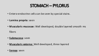 STOMACH – PYLORUS
• Entero-endocrine cells can be seen by special stains.
• Lamina propria: seen
• Muscularis mucosae: Well developed, double layered smooth ms
fibers
• Submucosa: seen
• Muscularis externa: Well developed, three layered
• Serosa: seen
 