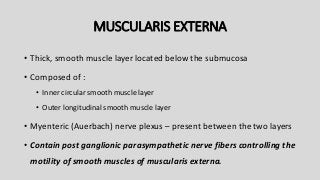 MUSCULARIS EXTERNA
• Thick, smooth muscle layer located below the submucosa
• Composed of :
• Inner circular smooth muscle layer
• Outer longitudinal smooth muscle layer
• Myenteric (Auerbach) nerve plexus – present between the two layers
• Contain post ganglionic parasympathetic nerve fibers controlling the
motility of smooth muscles of muscularis externa.
 