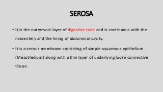 SEROSA
• It is the outermost layer of digestive tract and is continuous with the
mesentery and the lining of abdominal cavity.
• It is a serous membrane consisting of simple squamous epithelium
(Mesothelium) along with a thin layer of underlying loose connective
tissue.
 