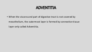 ADVENTITIA
• When the viscera and part of digestive tract is not covered by
mesothelium, the outermost layer is formed by connective tissue
layer only called Adventitia.
 