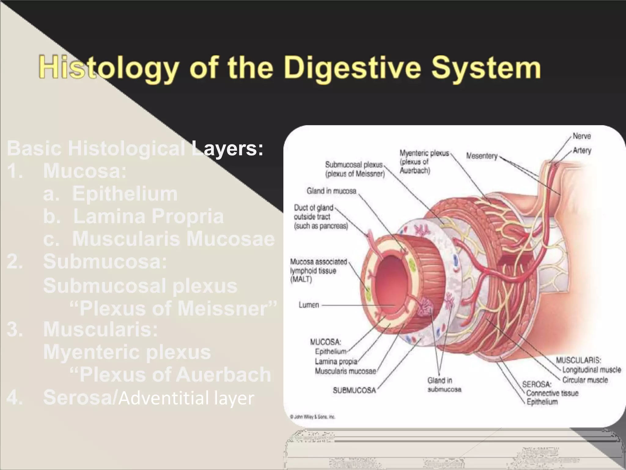 Oesophagus pdf.pptx