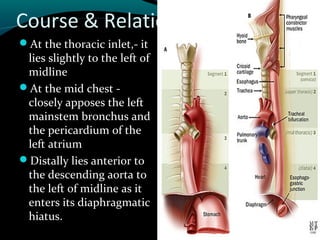 Oesophagus ppt for ss | PPT