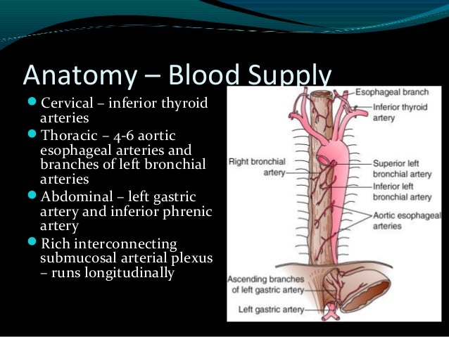 oesophagus anatomy ppt Practical 4 functional anatomy of esophagus and stomach. Ppt.