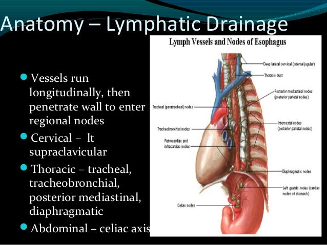 oesophagus anatomy ppt Anatomy of esophagus-dr. Neeraj kumar banoria.