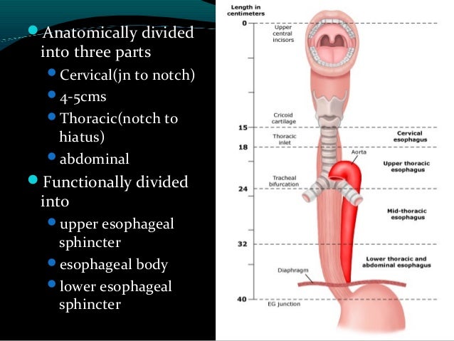 physiology dissertation ideas what are interesting bachelor s thesis topics for machine physiology dissertation ideas what are interesting bachelor s thesis topics for machine