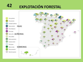 EXPLOTACIÓN FORESTAL
FAIAS
ACIÑEIRAS
SOBREIRAS
42
 