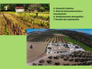 3
4
4- Evolución histórica
5- Nivel de desenvolvemento e
mecanización
6- Avellentamento demográfico
7-Tamaño das explotacións
 