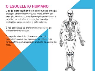 O ESQUELETO HUMANO O  esqueleto humano  tem como função principal proteger determinados  órgãos  vitais, como, por exemplo, o  cérebro , que é protegido pelo  crânio , e também os  pulmões  e o  coração , que são protegidos pelas  costelas  e pelo esterno. É nos ossos que se prendem os  músculos , por intermédio dos  tendões . O esqueleto feminino difere um pouco do masculino, como, por exemplo, na  pélvis , cujo formato favorece a saída de um bebé do ventre da mãe. 