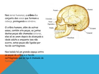 Nos  seres humanos , o  crânio  é o conjunto dos  ossos  que formam a  cabeça , protegendo o  cérebro .  O crânio humano, além de outros ossos, contém oito peças, as juntas destas peças são chamadas  suturas , elas só se unem depois de alcançada a idade adulta e enquanto isso não ocorre, estas peças são ligadas por tecido cartilaginoso.  Nos bebés há um grande espaço entre as peças do crânio e o tecido cartilaginoso que os liga é chamada de  fontanela . 