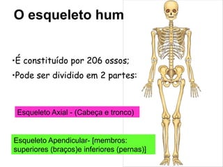 O ESQUELETO HUMANO para o ensino do 4.º ano | PPTX