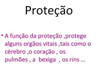 Proteção
• A função da proteção ,protege
  alguns orgãos vitais ,tais como o
  cérebro ,o coração , os
  pulmões , a bexiga , os rins …
 