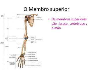 O Membro superior
         • Os membros superiores
           são : braço , antebraço ,
           e mão
 
