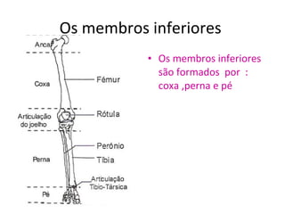 Os membros inferiores
           • Os membros inferiores
             são formados por :
             coxa ,perna e pé
 