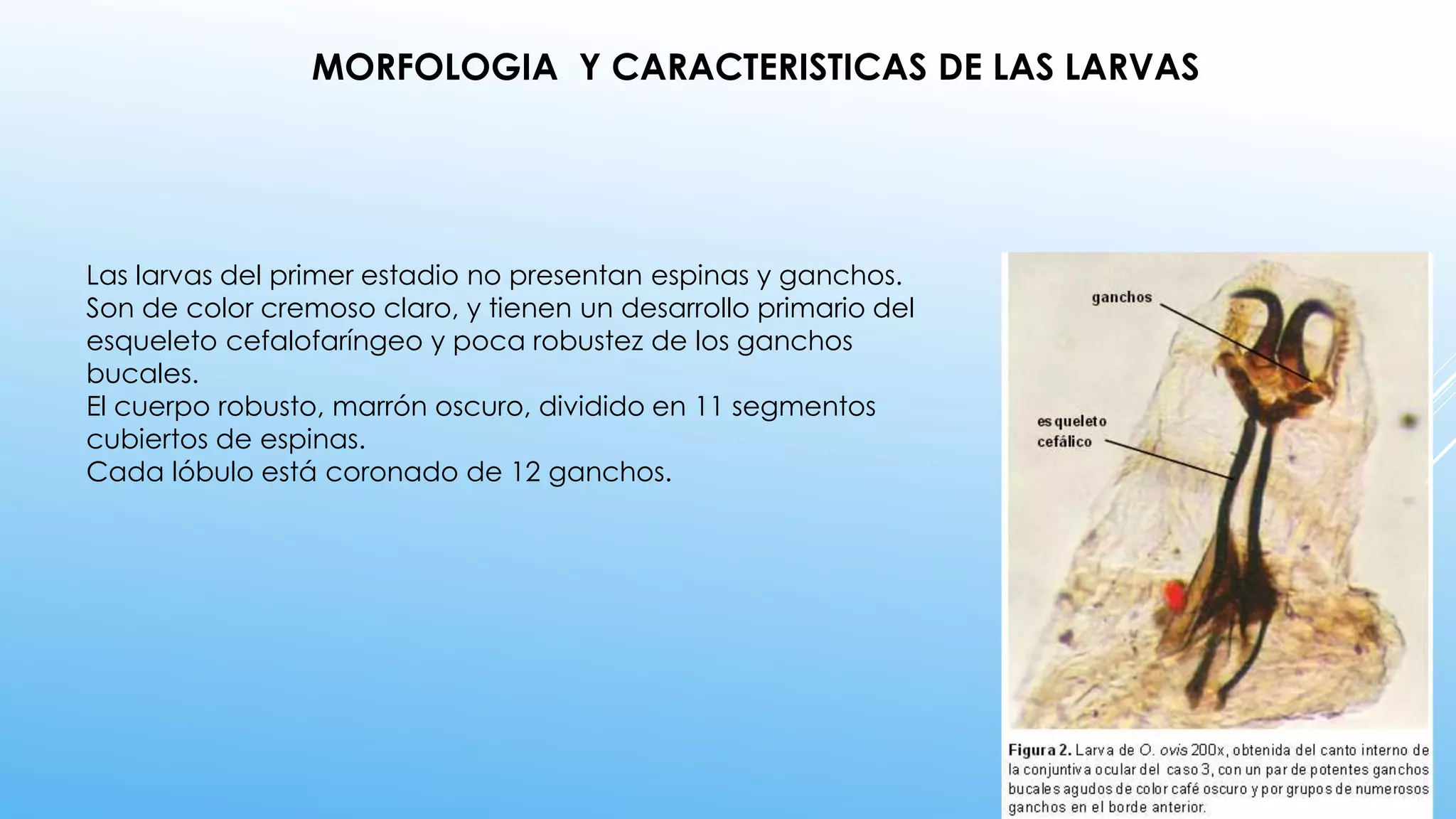 Las larvas del primer estadio no presentan espinas y ganchos.
Son de color cremoso claro, y tienen un desarrollo primario del
esqueleto cefalofaríngeo y poca robustez de los ganchos
bucales.
El cuerpo robusto, marrón oscuro, dividido en 11 segmentos
cubiertos de espinas.
Cada lóbulo está coronado de 12 ganchos.
MORFOLOGIA Y CARACTERISTICAS DE LAS LARVAS
 