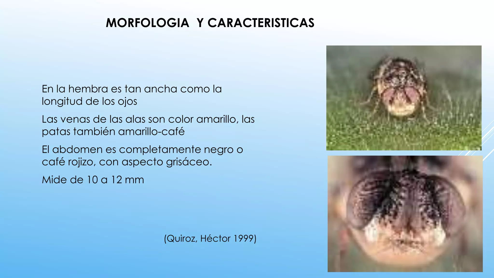 En la hembra es tan ancha como la
longitud de los ojos
Las venas de las alas son color amarillo, las
patas también amarillo-café
El abdomen es completamente negro o
café rojizo, con aspecto grisáceo.
Mide de 10 a 12 mm
(Quiroz, Héctor 1999)
MORFOLOGIA Y CARACTERISTICAS
 