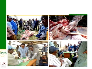 Technological options and approaches to improve supply of desirable animal genetic material for dairy and beef development: IPMS Experience