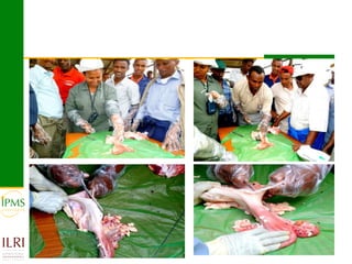 Technological options and approaches to improve supply of desirable animal genetic material for dairy and beef development: IPMS Experience