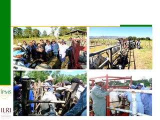 Technological options and approaches to improve supply of desirable animal genetic material for dairy and beef development: IPMS Experience