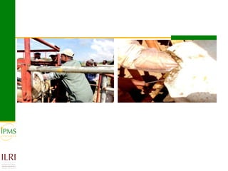 Technological options and approaches to improve supply of desirable animal genetic material for dairy and beef development: IPMS Experience