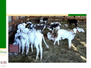 Technological options and approaches to improve supply of desirable animal genetic material for dairy and beef development: IPMS Experience
