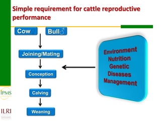 Technological options and approaches to improve supply of desirable animal genetic material for dairy and beef development: IPMS Experience